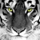 Uživatelský avatar