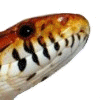 Uživatelský avatar
